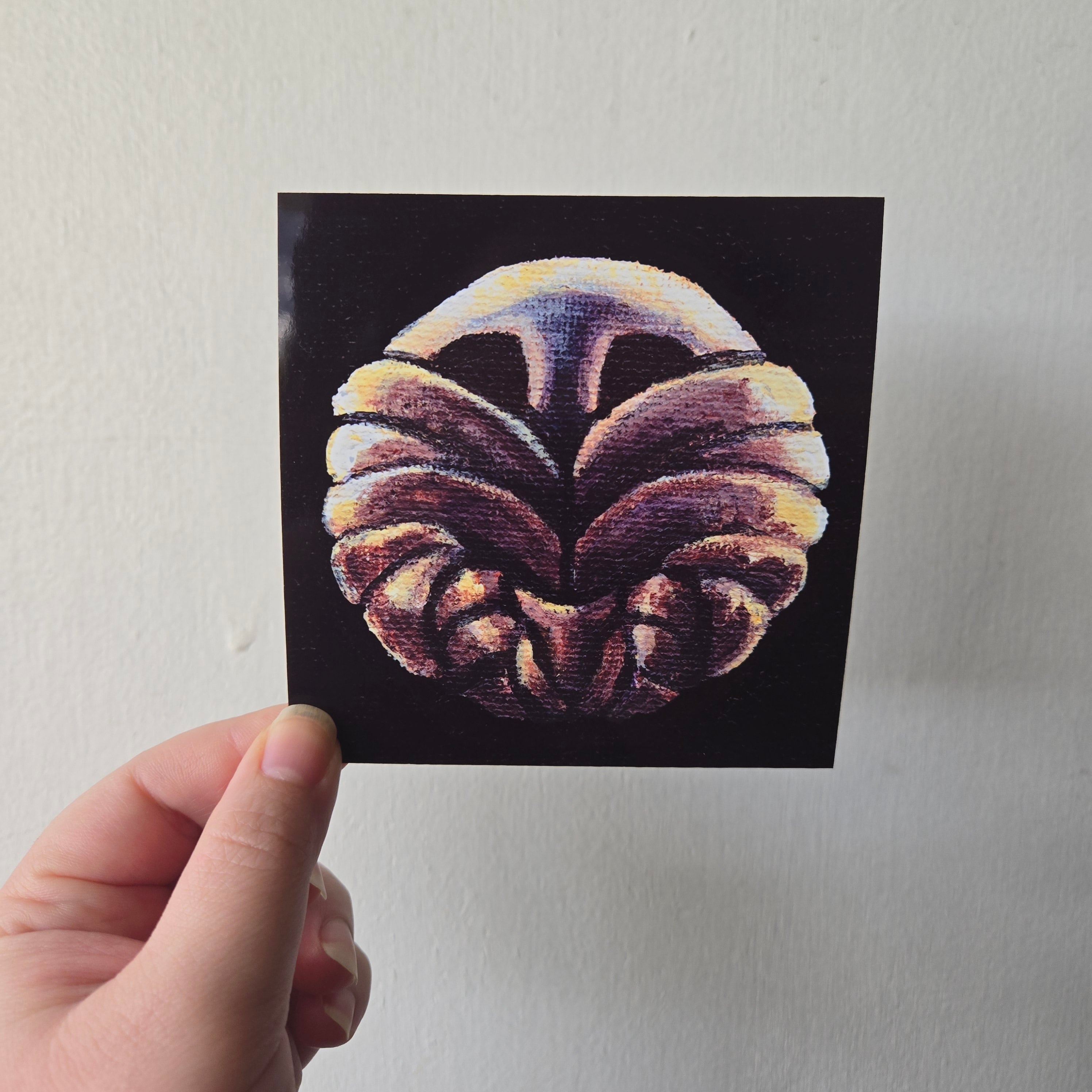 Stalwart Shell, 4 x 4 Inch Print