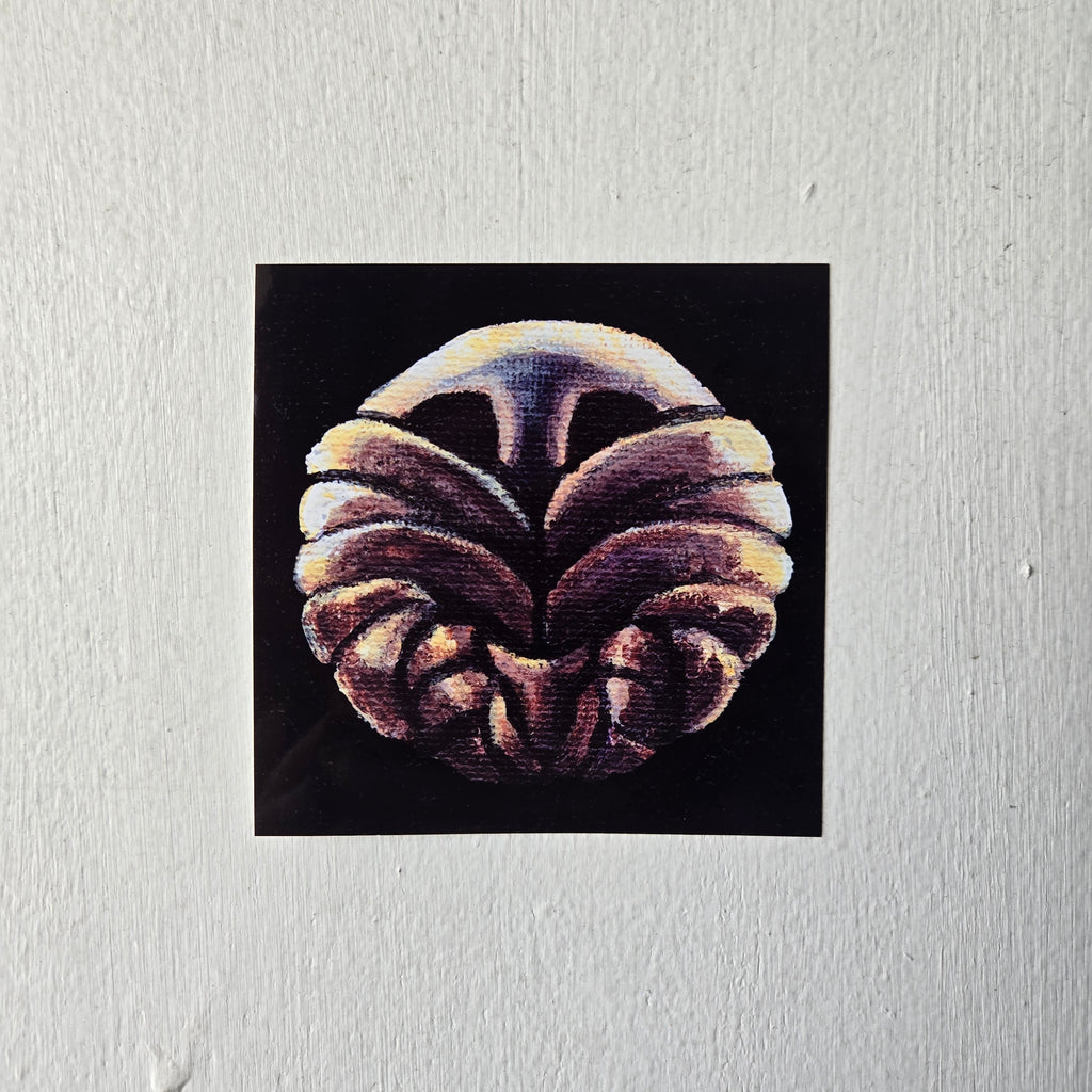 Stalwart Shell, 4 x 4 Inch Print