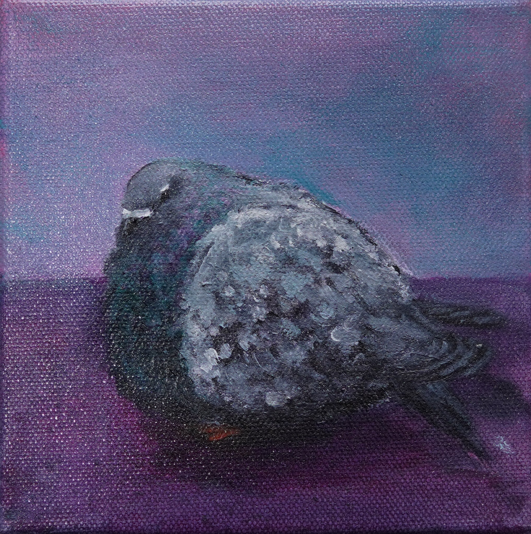 Side Profile Pigeon, 6x6 Inch Original