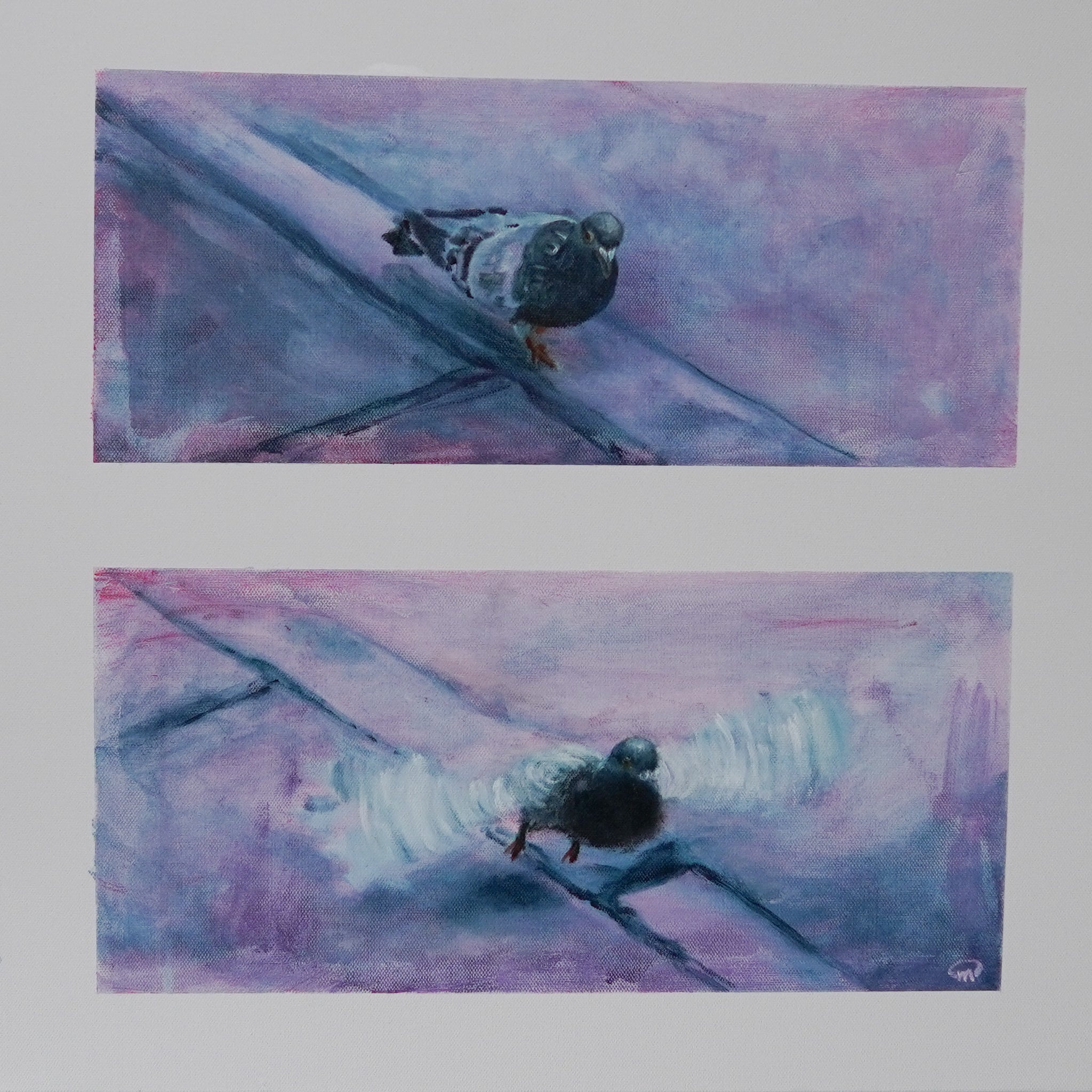 New York Pigeon Panels, 20 x 20 inch, Original