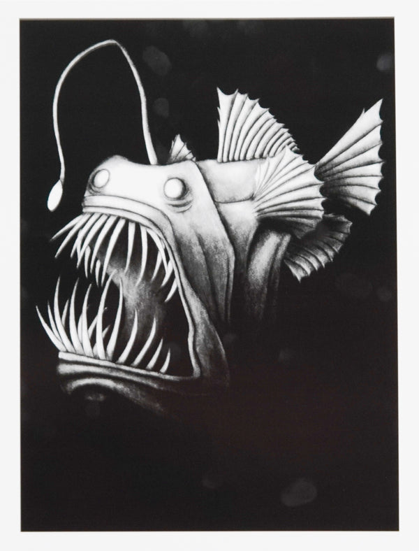 Angler Fish 8.5 x 11 inch Print